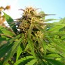купить семена конопли интернет магазин Auto Blueberry x Blue Mystic feminised