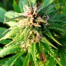 купить семена конопли в фирменной упаковке Auto Blueberry x Blue Mystic feminised