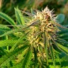 купить семена конопли автоцвет Auto Blueberry x Blue Mystic feminised