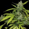 купить мощные семена конопли Auto Blueberry x Blue Mystic feminised