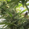 семена конопли для курения Sweet Tooth feminised Ganja Live Seeds