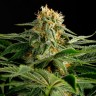 Марихуана Hash Plant feminised GanjaLiveSeeds