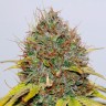 Семена конопли Hash Plant feminised GanjaLiveSeeds