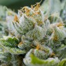 Семена марихуаны Grapefruit Alpha Dog feminised Ganja Seeds