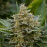 Недорогие семена конопли Grapefruit Alpha Dog feminised Ganja Seeds