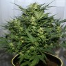 Семена конопли Grapefruit Alpha Dog feminised Ganja Seeds
