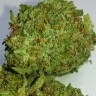 Семена каннабиса Grapefruit Alpha Dog feminised Ganja Seeds
