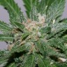 Семена марихуаны Grapefruit Alpha Dog feminised Ganja Seeds