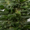 Недорогие семена конопли Grapefruit Alpha Dog feminised Ganja Seeds