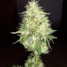 заказать качественные семена конопли Amnesia Gold feminised