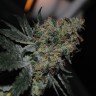 Семена конопли медицинских сортов Grapefruit Diesel feminised Ganja Seeds