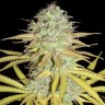 Недорогие семена конопли Grapefruit Diesel feminised Ganja Seeds