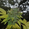 Семена конопли Grapefruit Diesel feminised Ganja Seeds