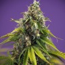 заказать семки конопли мощные Black Domina x White Russian feminised