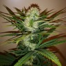 заказать семена конопли Auto Chronic Ryder feminised