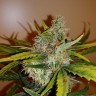 заказ семян конопли Auto Chronic Ryder feminised