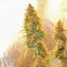 где заказать семена конопли Auto Chronic Ryder feminised