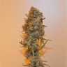 заказать семена конопли автоцвет Auto Chronic Ryder feminised