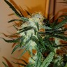 заказать семена конопли курьером Auto Chronic Ryder feminised