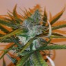 купить семена конопли Auto Chronic Ryder feminised