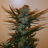 купить семена конопли в оригинальных упаковках Auto Chronic Ryder feminised