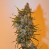 купить автоцветущие семена конопли Auto Chronic Ryder feminised