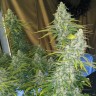 Качественные семена конопли Eleven Roses feminised Ganja Seeds Fast Version