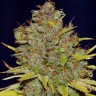 семена конопли Auto Critical Plus feminised Ganja Seeds
