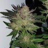 магазин семян конопли Auto Critical Plus feminised Ganja Seeds