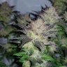 заказать семена конопли Auto Critical Plus feminised Ganja Seeds