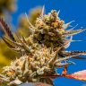 Семена конопли Rolling Frau feminised Ganja Seeds