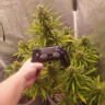 Семена каннабиса Auto White Widow feminised Ganja Seeds
