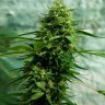семена конопли с доставкой Jack Herer feminised Ganja Live Seeds