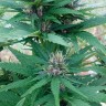 Мед каннабис Himalaya Gold CBD feminised Ganja Seeds