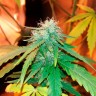 Качественные семена марихуаны Bubblelicious feminised Ganja Seeds