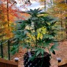 Недорогие семена каннабиса Bubblelicious feminised Ganja Seeds