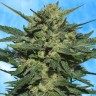 где заказать семена конопли Auto White Russian feminised Ganja Seeds