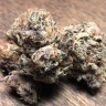 Семена конопли Early Skunk feminised Ganja Seeds