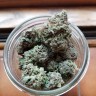 Семена каннабиса Early Skunk feminised Ganja Seeds
