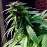 Семена марихуаны Early Skunk feminised Ganja Seeds