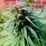 Качественные семена конопли Early Skunk feminised Ganja Seeds