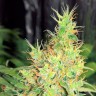 Качественные семена каннабиса Early Skunk feminised Ganja Seeds