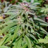 Недорогие семена марихуаны Early Skunk feminised Ganja Seeds