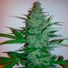 Купить недорого семена конопли Early Skunk feminised Ganja Seeds