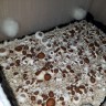 где заказать оттиск псилоцибиновых грибов  Plantasia Mystery