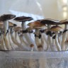 заказать качественный оттиск псилоцибиновых грибов  Plantasia Mystery