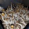 заказать споры псилоцибиновых грибов  Plantasia Mystery
