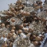 купить качественные отпечатки псилоцибиновых грибов Z-strain