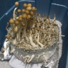 купить споры псилоцибиновых грибов Z-strain в оригинальных упаковках