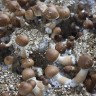 купить оттиск псилоцибиновых грибов Z-strain в фирменной упаковке